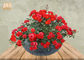 Colore all'aperto di Gray delle piantatrici di Fiberclay della pianta dei vasi del giardino dei vasi da fiori di argilla delle piantatrici stagionate del vaso