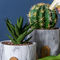 Le piantatrici rotonde dei succulenti del cemento di Mini Flowerpots Clay Flower Pots delle piantatrici del vaso marmorizzano le piantatrici da tavolo dei vasi